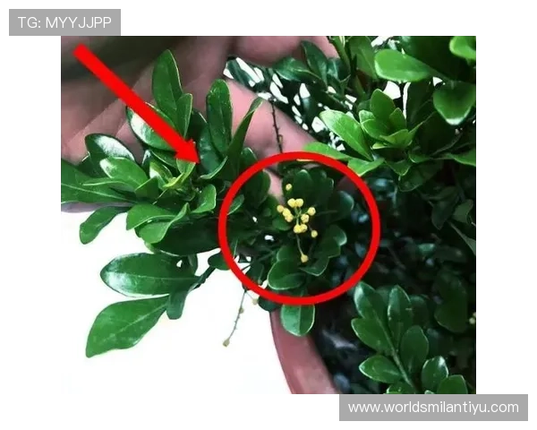 探究米兰开花香味不足的根本原因及提升香气的有效措施